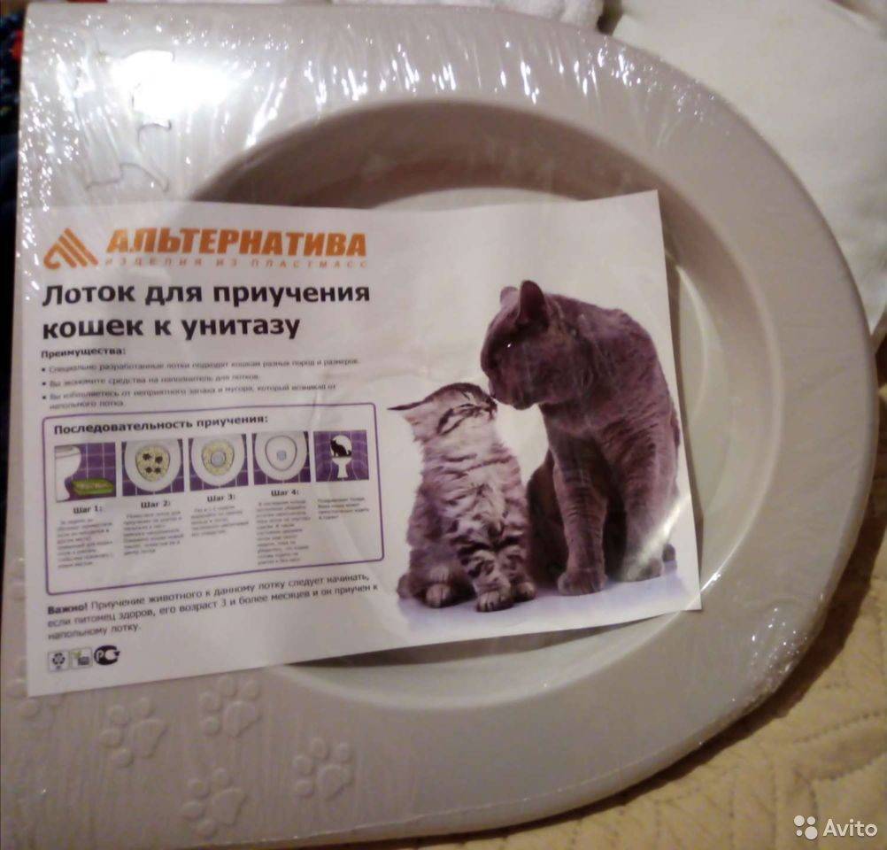 Как приучить кошку к унитазу: пошаговая инструкция для начинающих