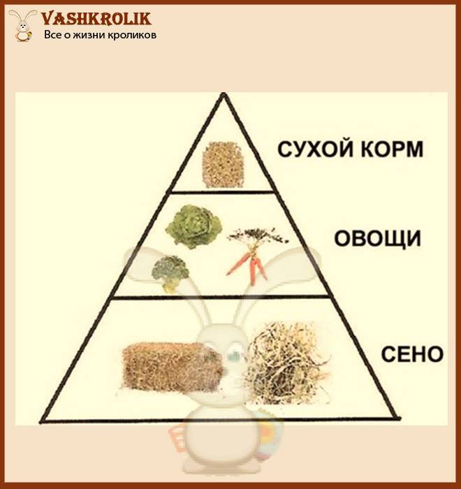 Какую траву давать кроликам можно и какую нельзя: списки с фото