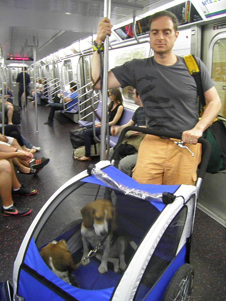 Как перевозить собаку в метро. правила перевозки собак в метро