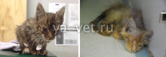 7 симптомов панлейкопении у кошек - лечение, диагностика, формы