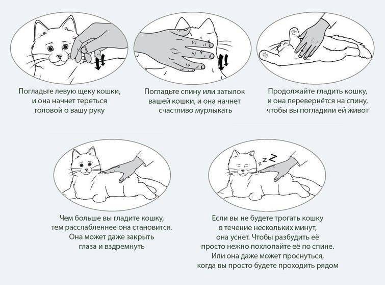 Почему беременным нельзя гладить кошек: факты, мистика и домыслы