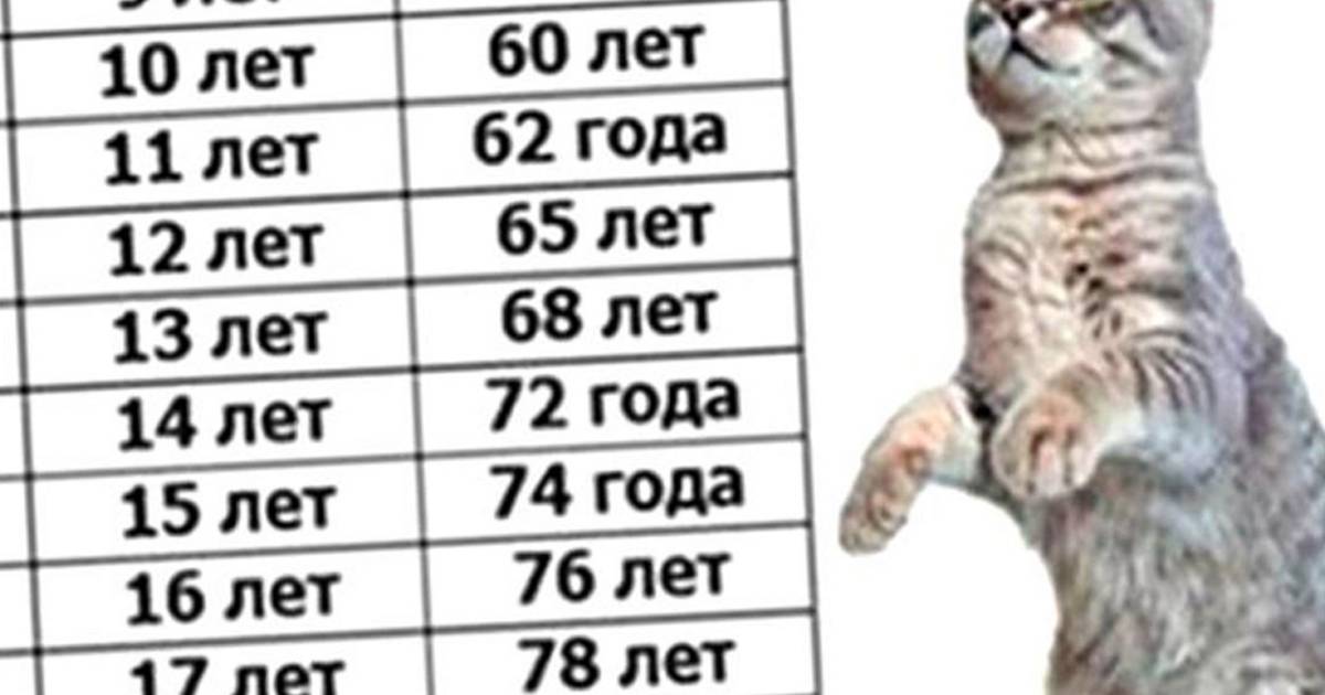 Как определить, посчитать возраст кошки, кота по человеческим меркам: расчет, таблица возраста кошек и человека. сколько лет живут кошки, коты по человеческим меркам? как определить биологический возраст кошки, кота? кошки долгожители: рекорды, породы
