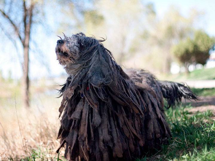 Порода собак бергамская овчарка и ее характеристики с фото