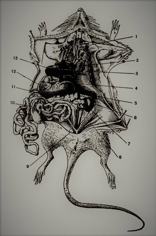 Анатомия крысы: внутреннее строение органов и особенности скелета