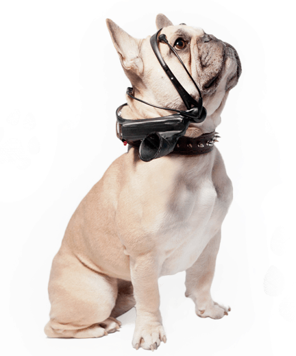 Собачий переводчик на iphone. как научиться разговаривать с собакой | appleinsider.ru