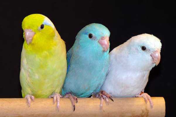 Рыба-попугай: правила содержания и кормления, уход за аквариумными попугайчиками
