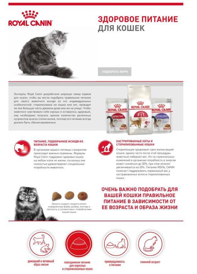 Особенности кормления кошек лечебным кормом
