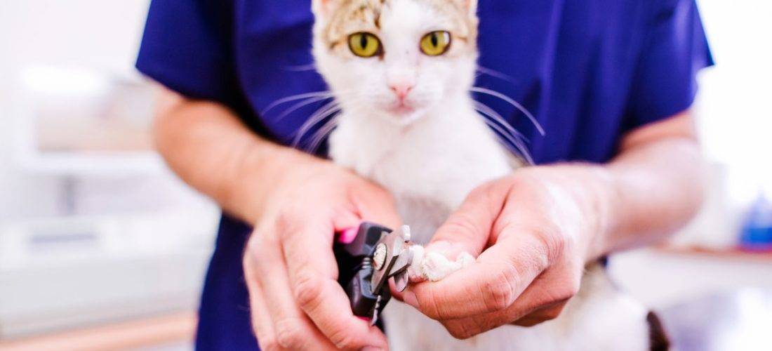 Как кошке подстричь когти в домашних условиях: правила безопасности для кота и хозяина, особенности для котят, полезные видео
