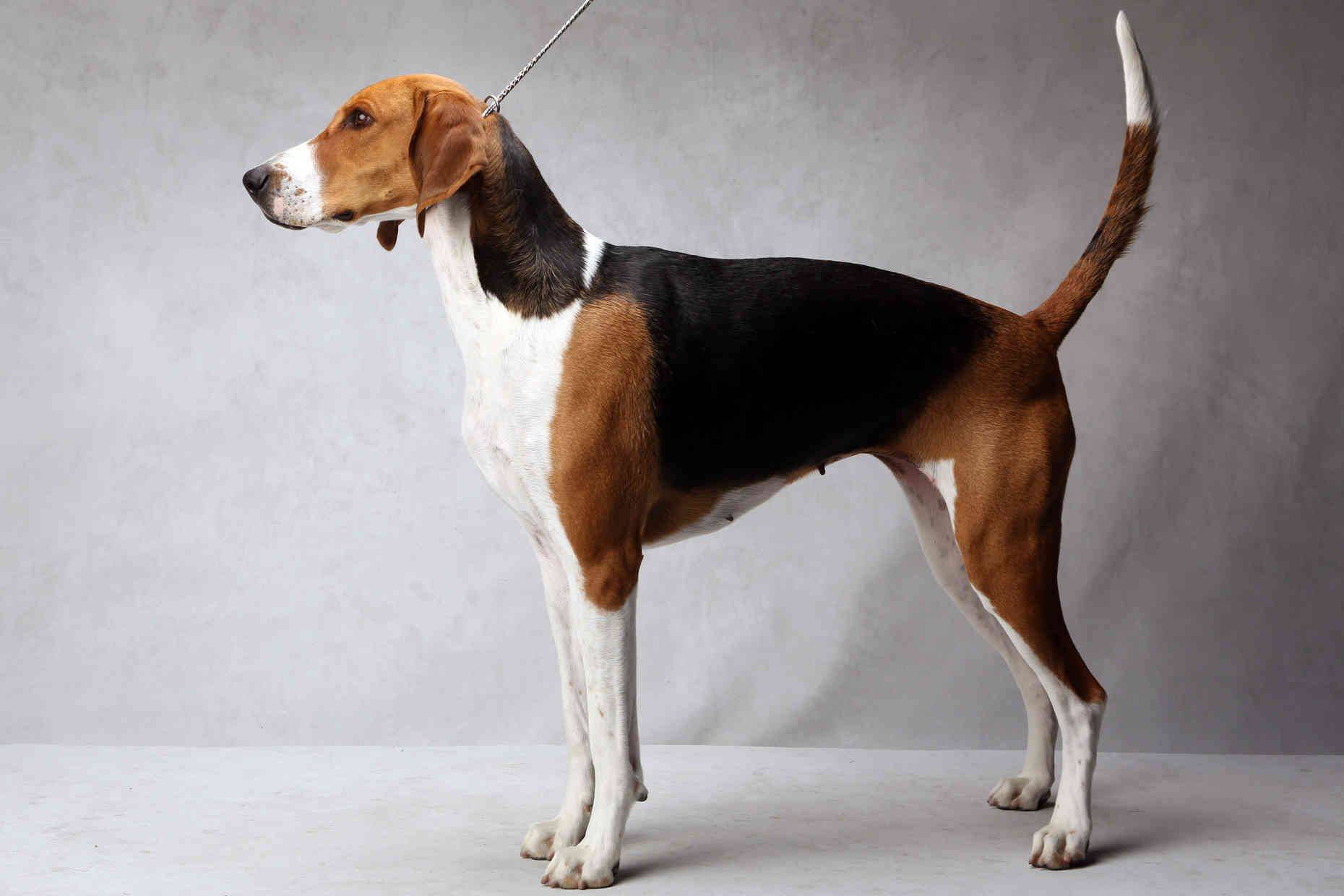 Породы собак с фотографиями американские породы