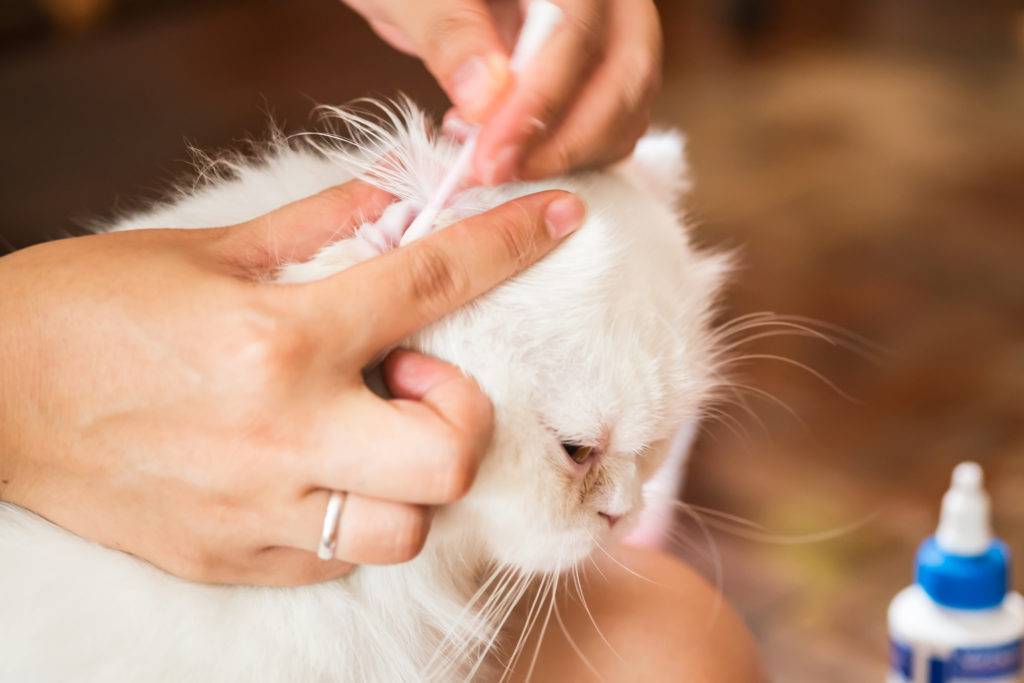 Уход за ушами шотландских кошек, или как почистить кошке уши? » муркотики