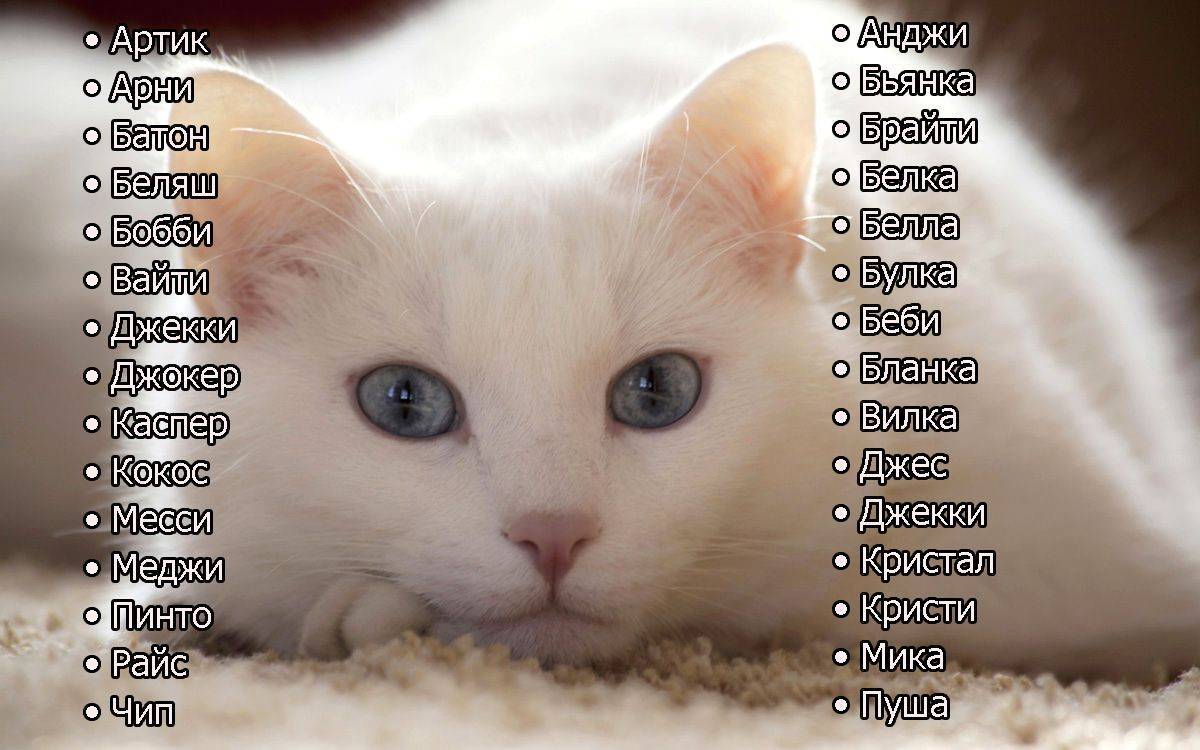 Клички кошек и котов. Имена для котят мальчиков. Красивые имена для кошек девочек. Имена для котов необычные и красивые. Красивые имена для котят мальчиков.