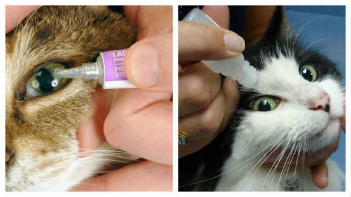 Конъюнктивит у кота или кошки: симптомы, причины, разновидности, чем лечить конъюнктивит у кошек и котят