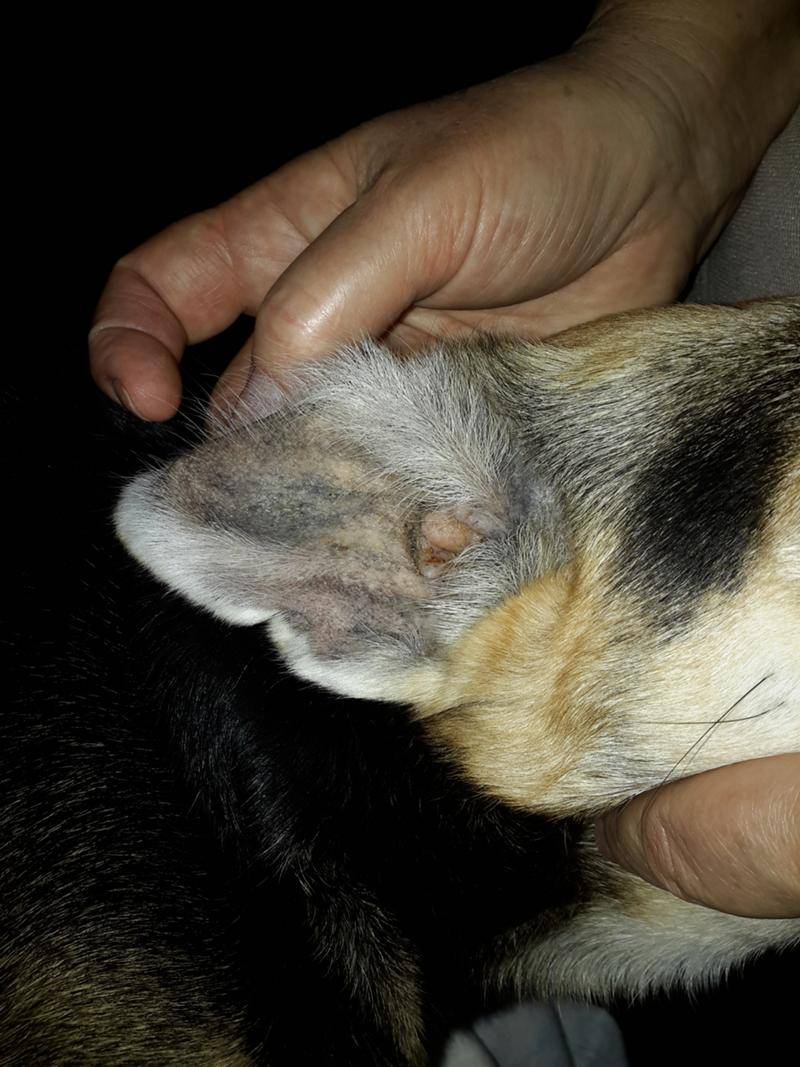 Собака чешет уши и трясет головой: почему и лечение