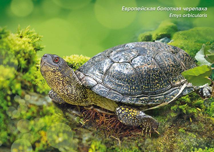 Европейская болотная черепаха в домашних условиях