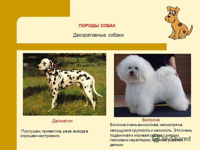 Русская цветная болонка: полное описание породы с фото