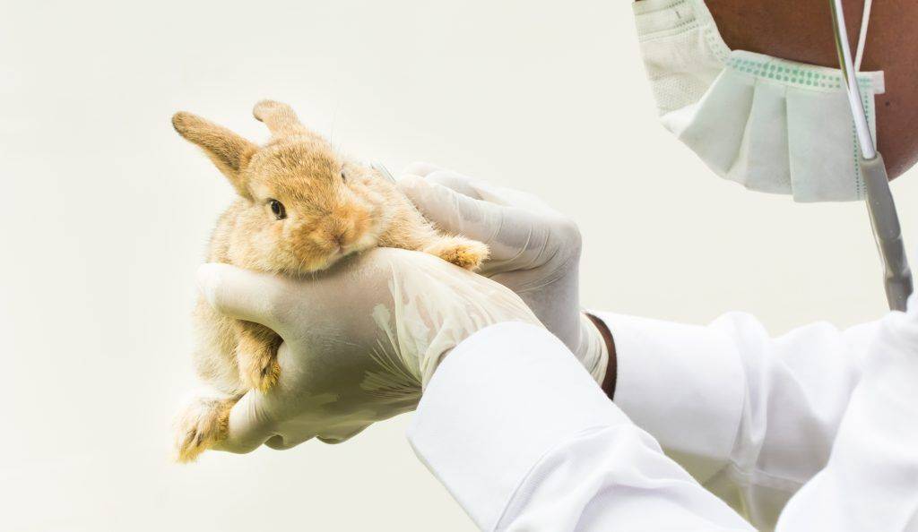 Особенности клинического исследования и осмотр кроликов ветеринаром в ветклинике санкт-петербурга.