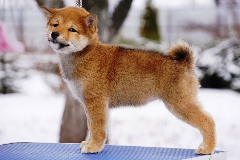 Особенности породы собак мини акита-ину, их внешний вид, содержание и уход