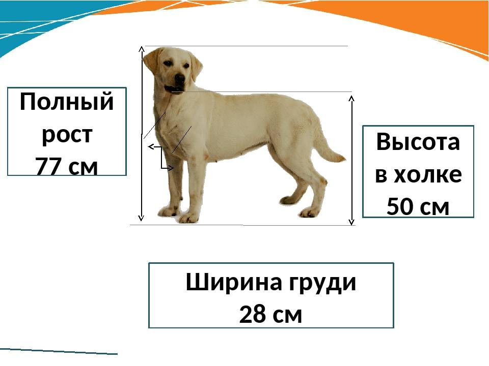 Холка у собаки: где она находится и как измерять рост питомца