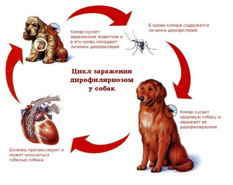 Дирофиляриоз у собак