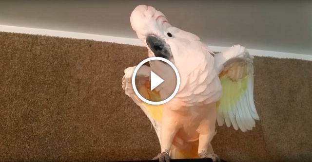 Почему кричит волнистый попугай? | наши птички