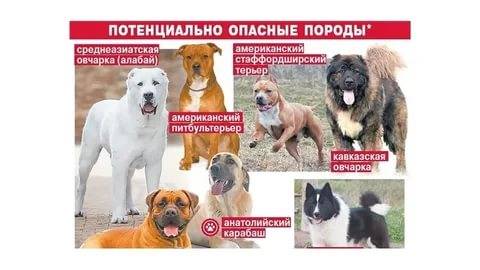 Какие собаки запретили в россии — сайт эксперта по животным — howmeow