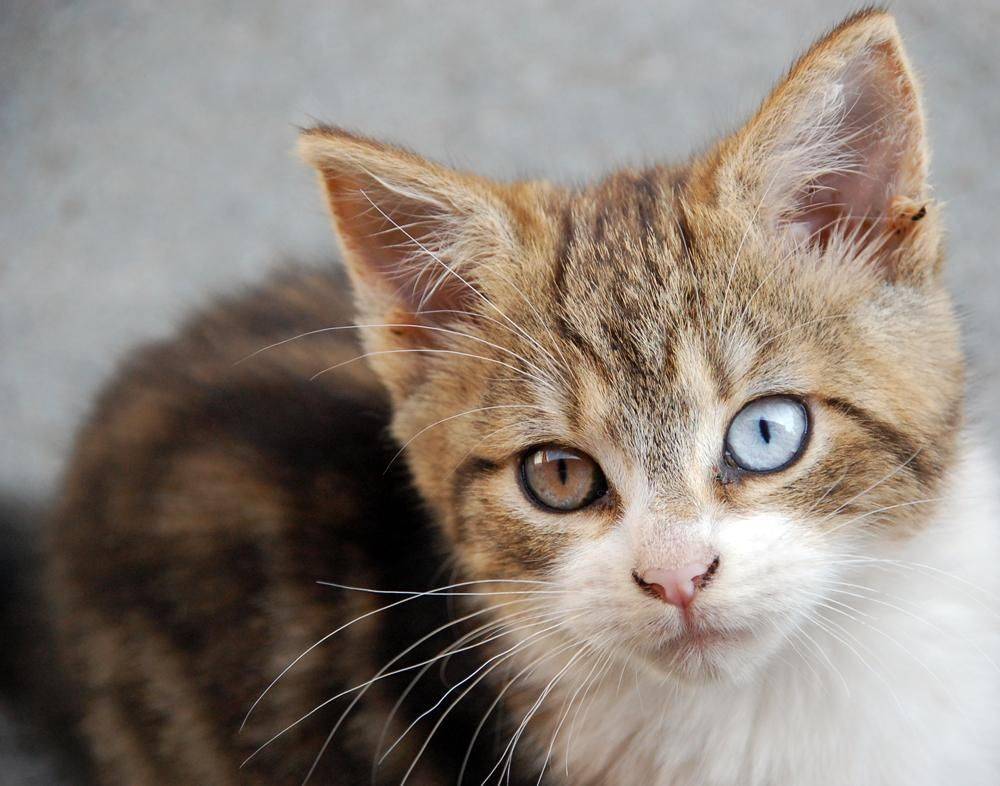Когда меняется цвет глаз у котят и от чего это зависит | ваши питомцы