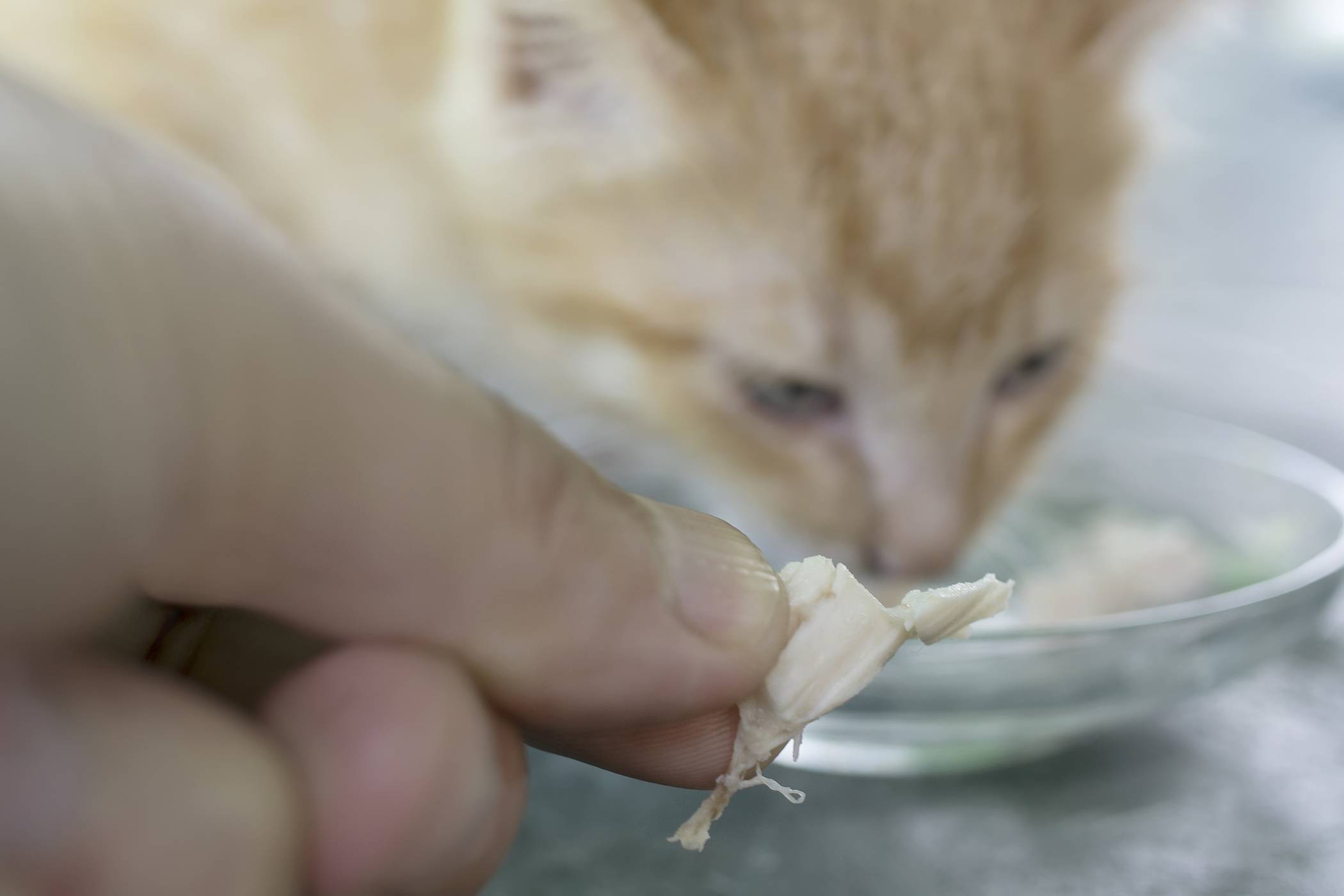 Аллергия на корм у кошек: как проявляется