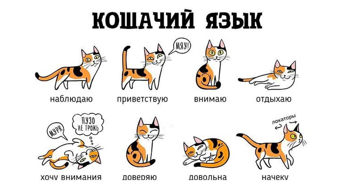 О чем хочет рассказать ваша кошка (часть 2) - кошка, животные, кот, мяуканье, кошачий язык