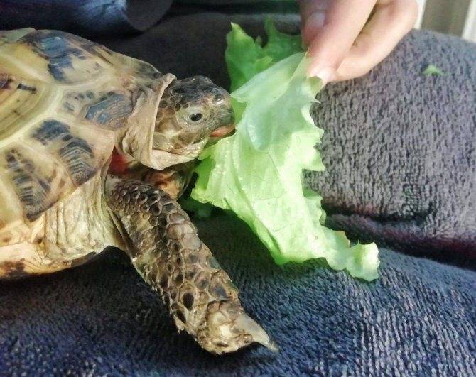 Почему черепахи кусаются