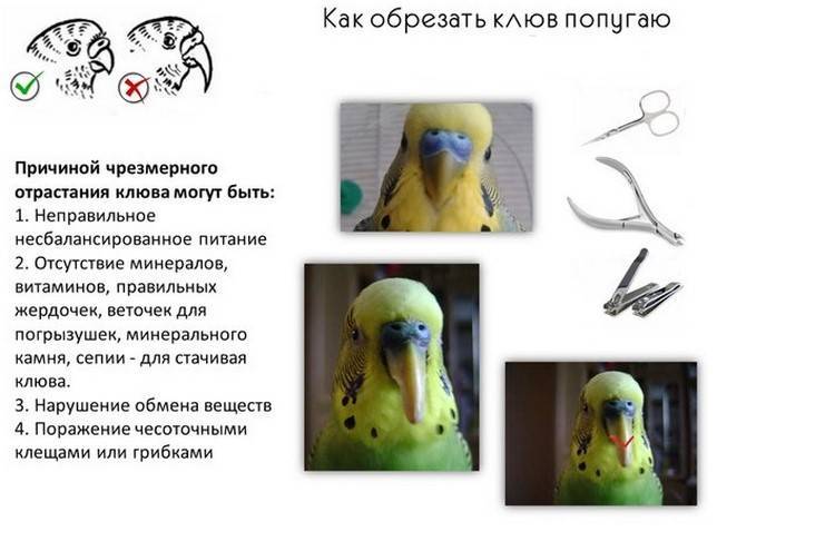 Симптомы и лечение клеща у волнистого попугая | блог ветклиники "беланта"