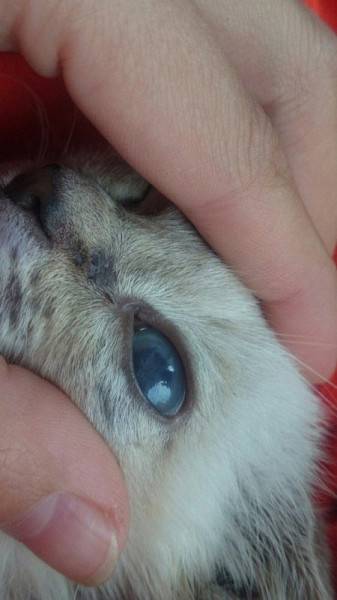 Бельмо на глазу у кошки: лечение, причины, профилактика