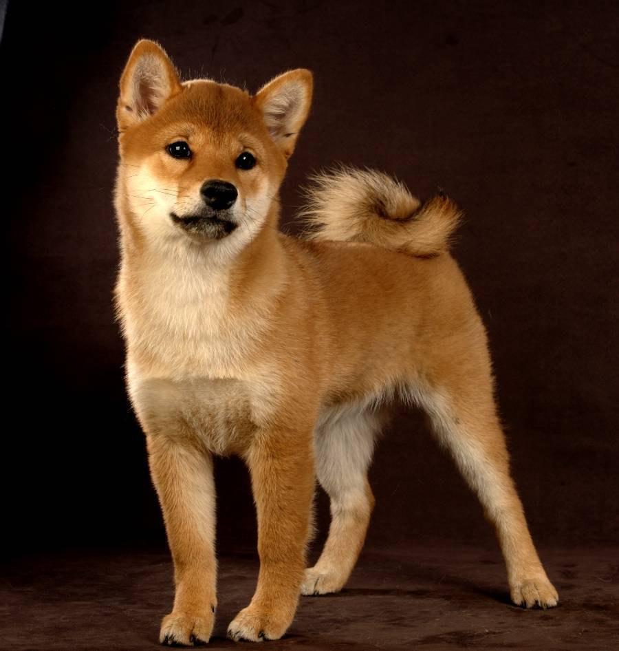 Порода собак похожих на лису фото и названия