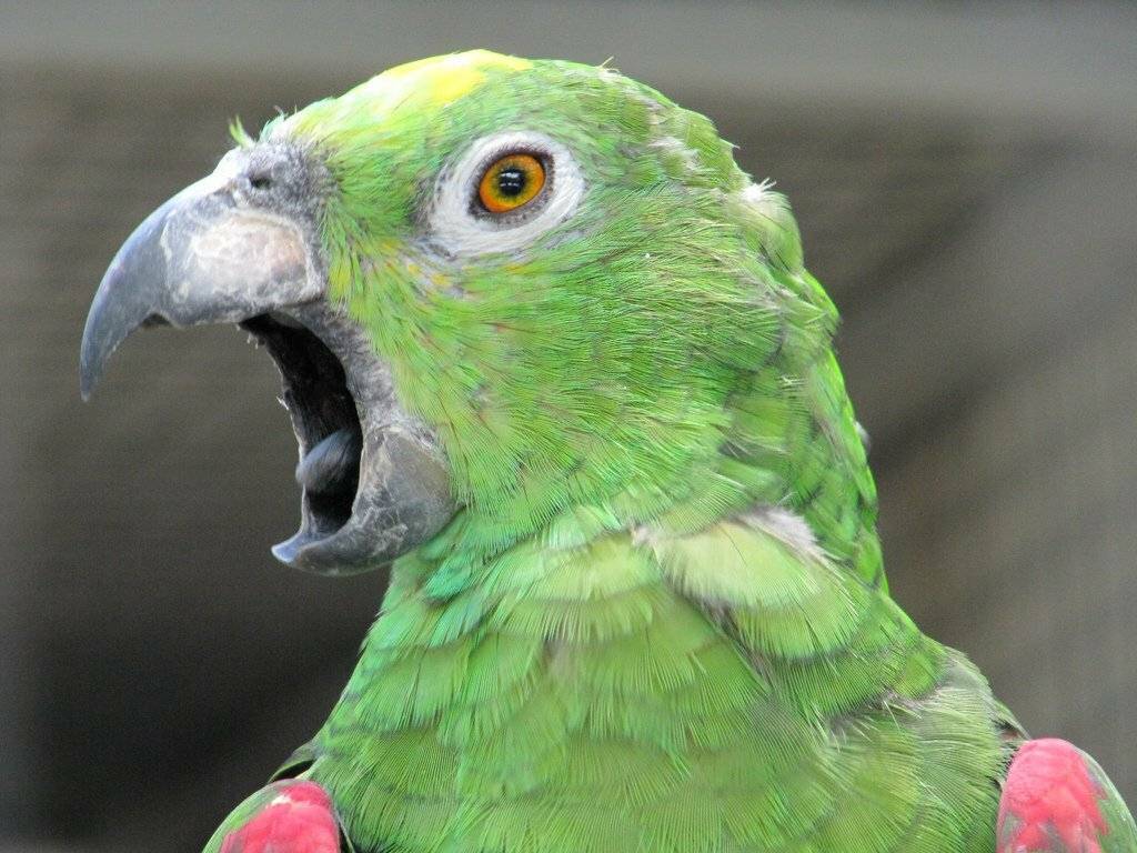 Попугай бегает по клетке и кричит: почему, что делать, как отучить