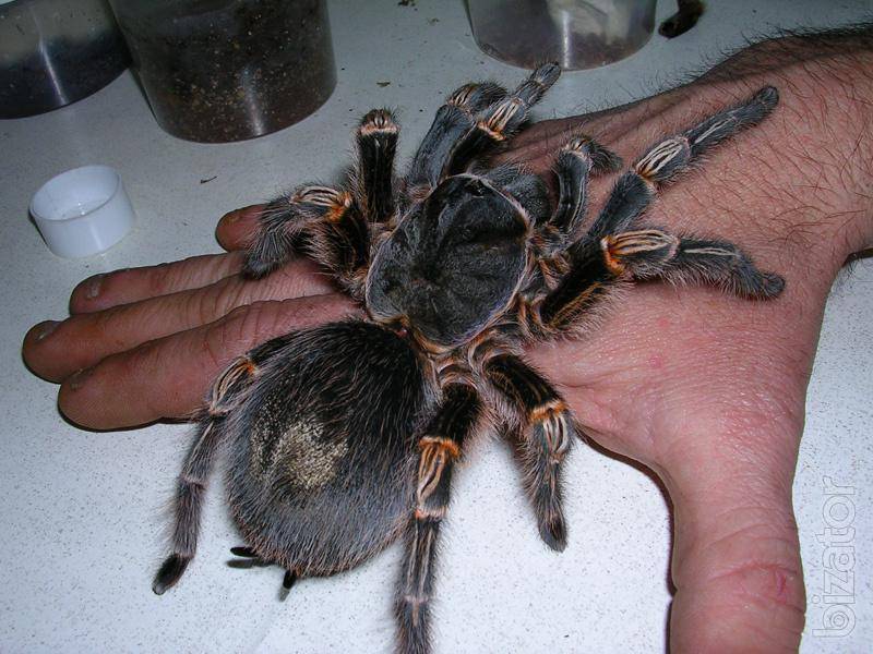 Гигантский птицеед: какой паук самый большой в мире