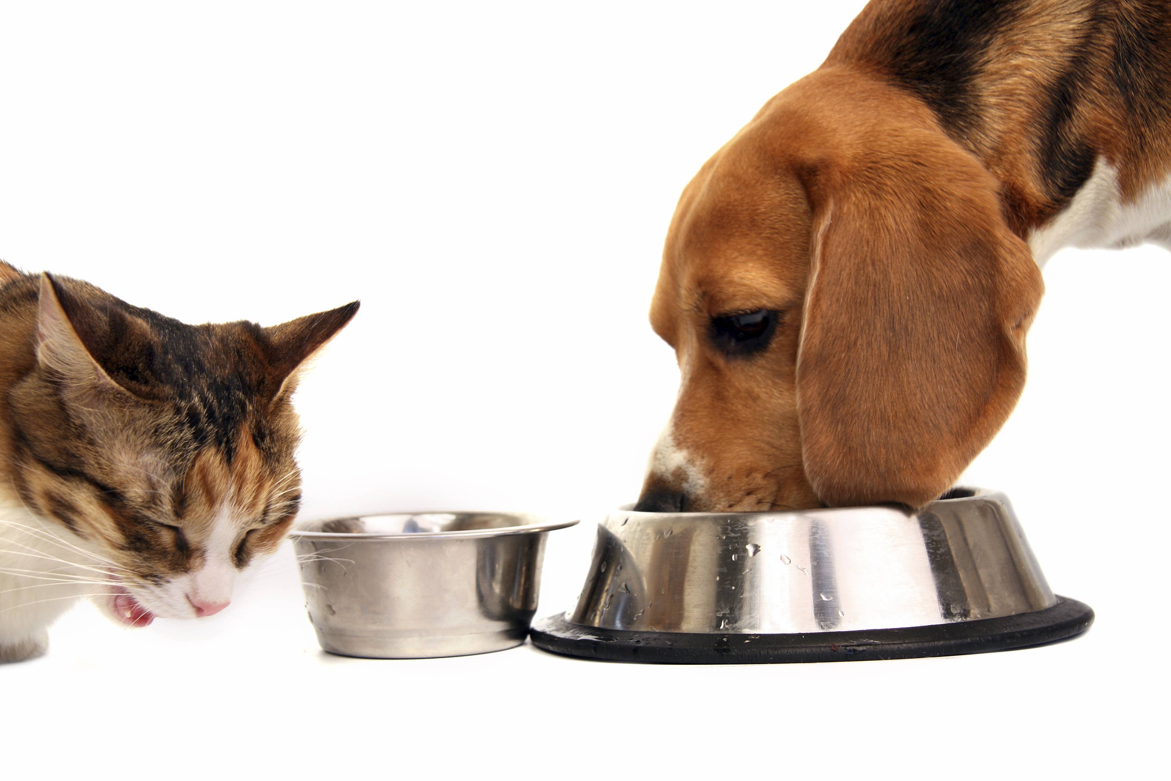 Можно ли кормить собаку кошачьим сухим и влажным кормом | почему собакам нельзя кошачий корм