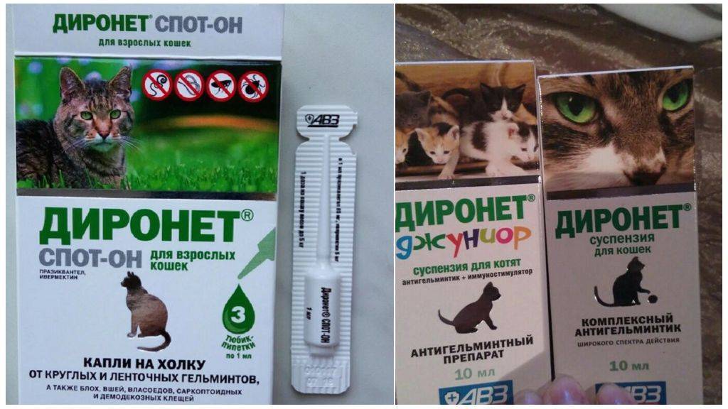 «диронет» для кошек: инструкция по применению, дозировка, противопоказания, аналоги, отзывы