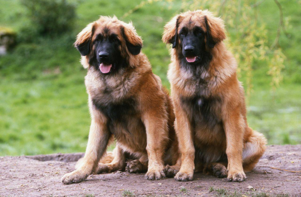 Леонбергер: характер собаки, особенности ухода и советы по выбору щенков (100 фото)