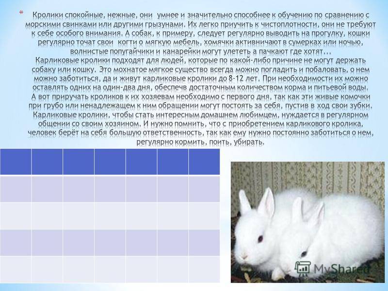 Дикий кролик - petnaobed.ru