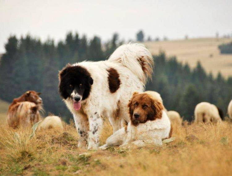 Болгарская овчарка описание породы собак, фото и видео материалы, отзывы о породе