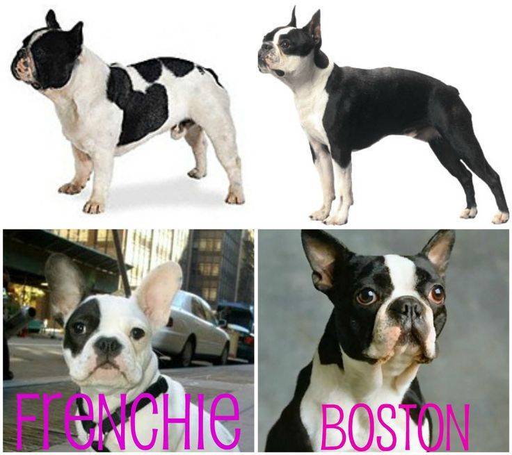 ᐉ бостон терьер и французский бульдог отличия – boston terrier - zoomanji.ru
