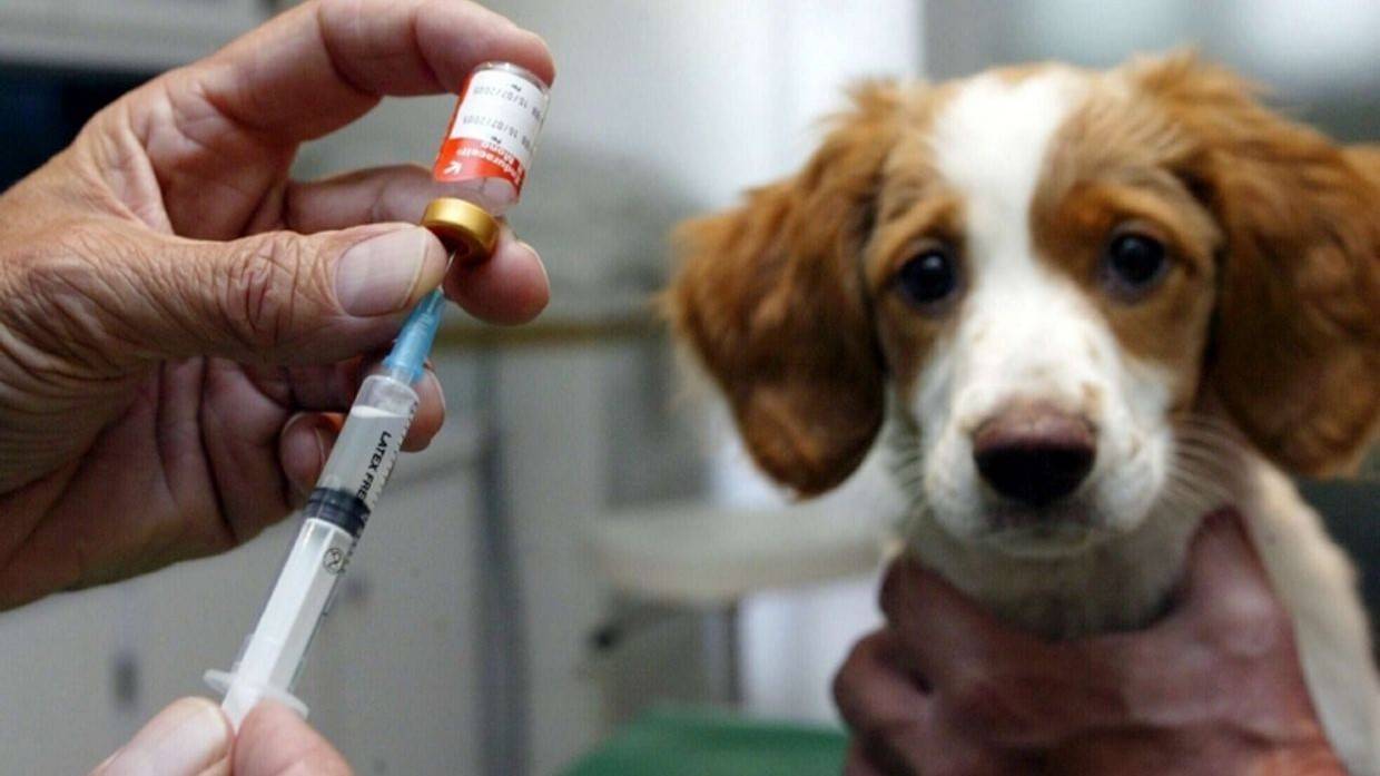Вакцинация собак – правила, особенности, схема