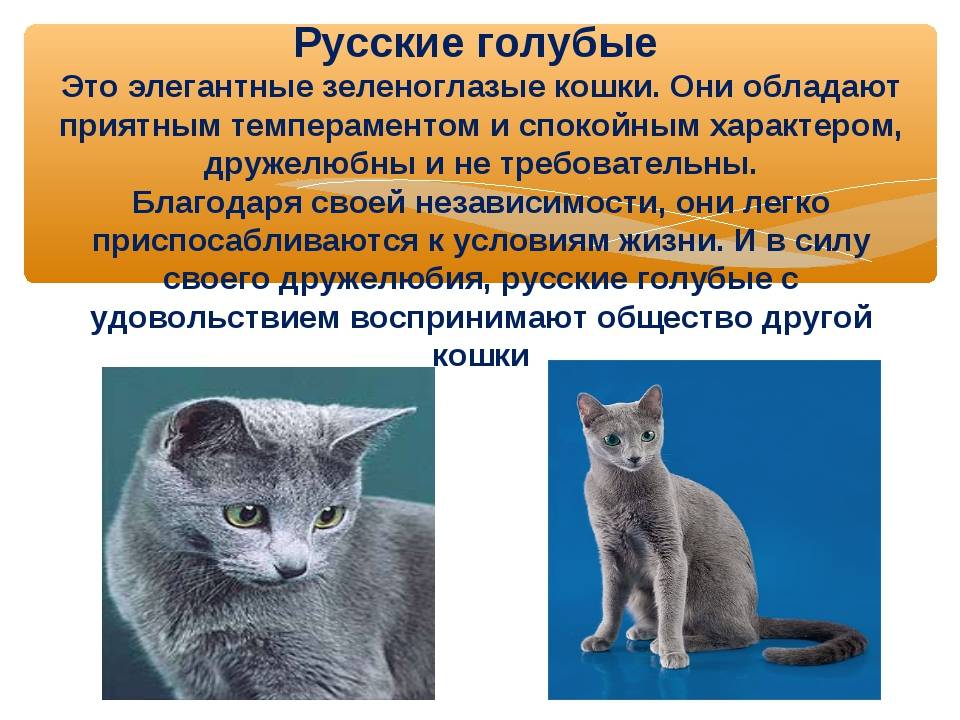 Содержание русской голубой кошки – советы и рекомендации