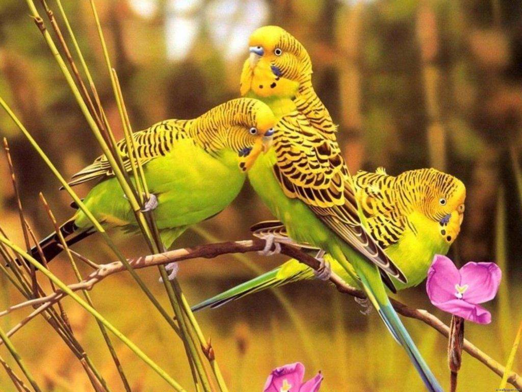 Какая страна является родиной волнистых попугаев