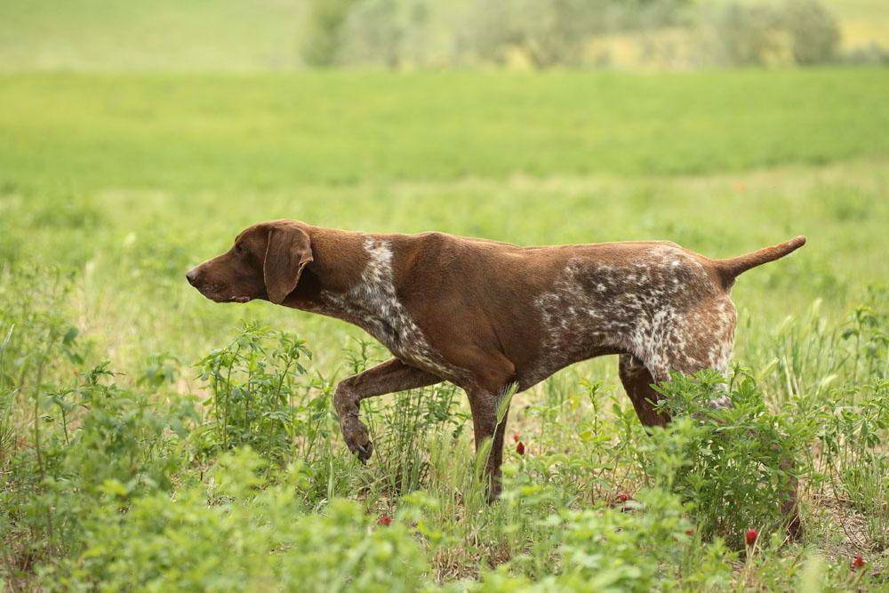 Легавая собака: русская, немецкая, английская, ирландская породы