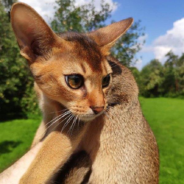 Породы кошек с кисточками на ушах - названия, описание и фото