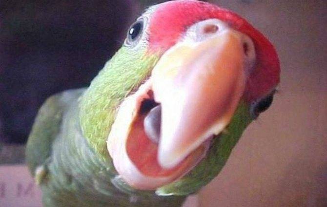 Попугай постоянно кричит: причины громкого крика