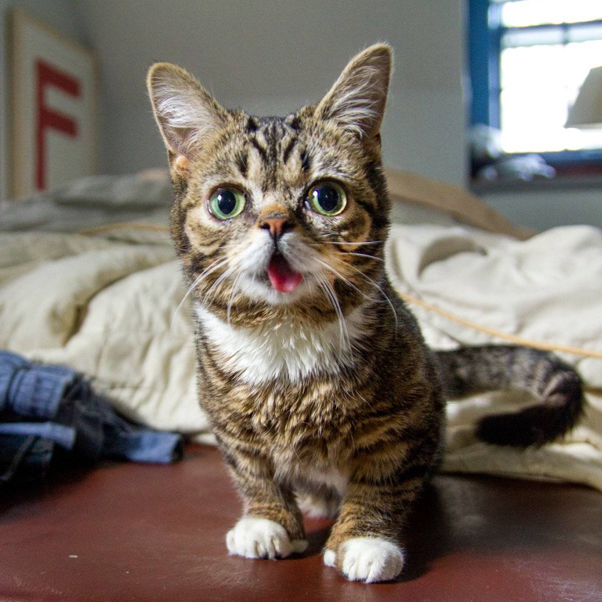 Самые маленькие кошки в мире: топ-10 домашних пород с фото и названиями