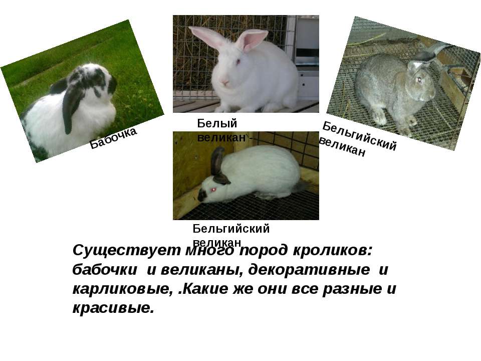 Распространенные породы домашних кроликов
