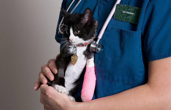 Переломы у кошек: симптомы, первая помощь, лечение - ситивет, спб