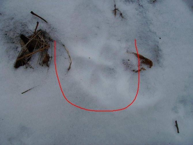 Как выглядят следы крысы на снегу: фото и описание следов (обновлено)